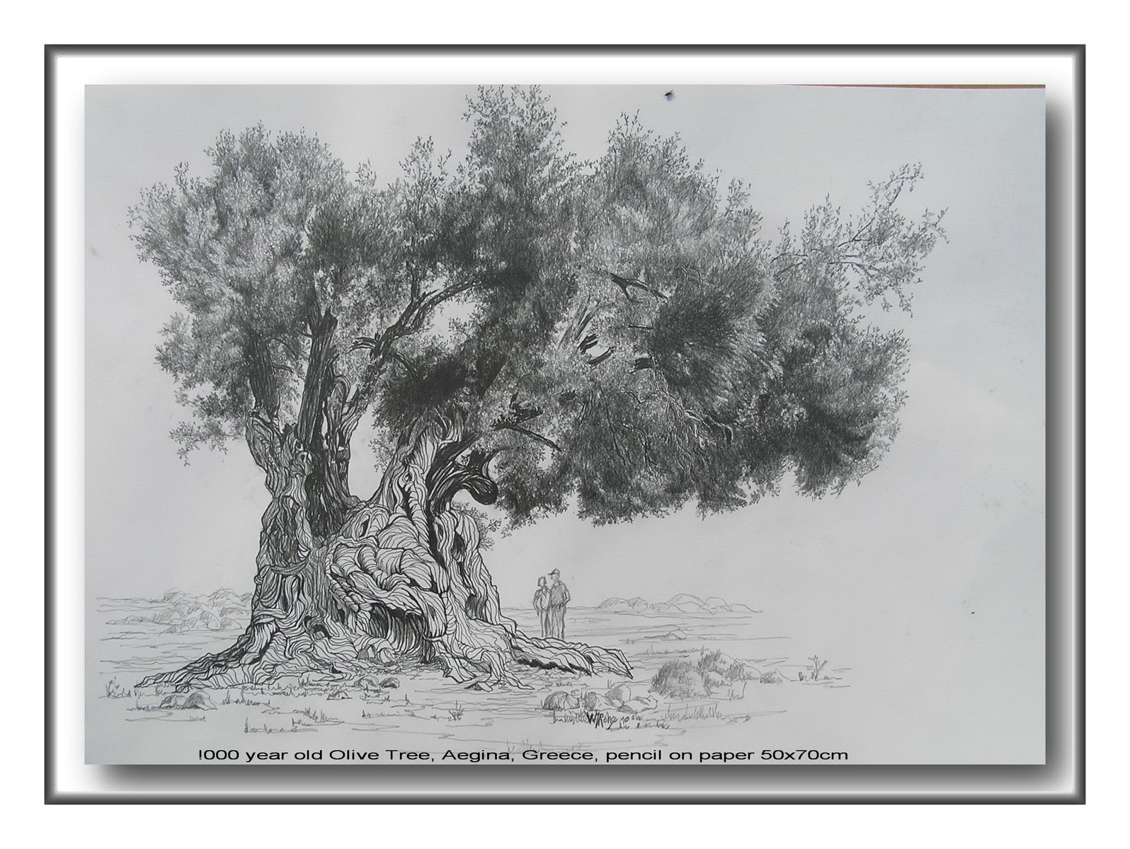 1000 Year Old Olive Tree, Aegina, Greece