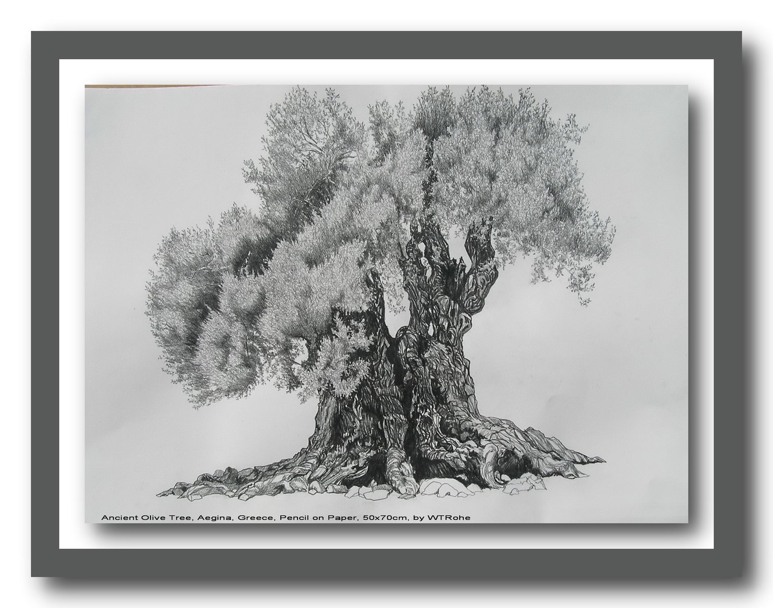 Ancient Olive Tree, Aegina, Greece