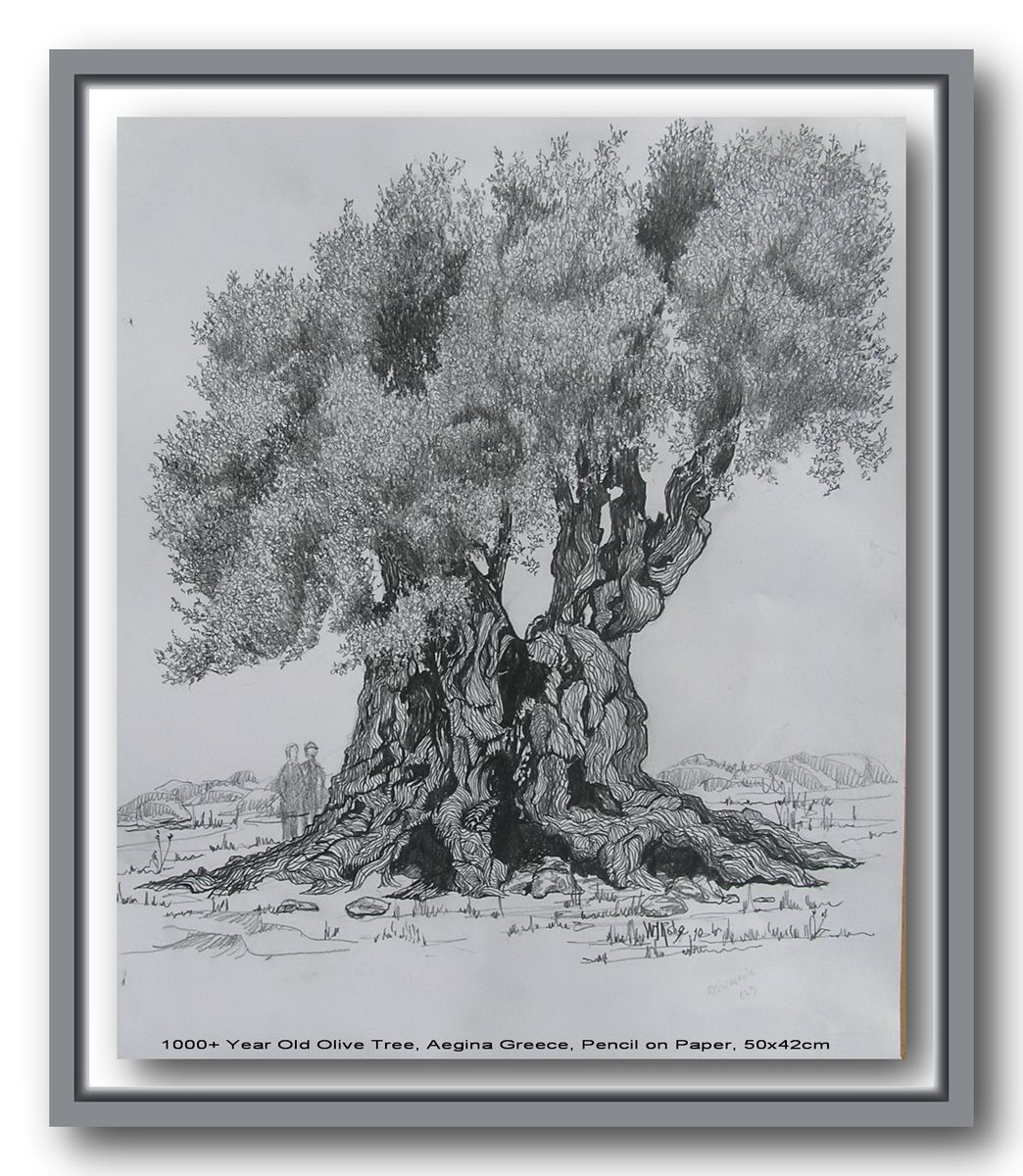 1000+ Year Old Olive Tree, Aegina, Greece