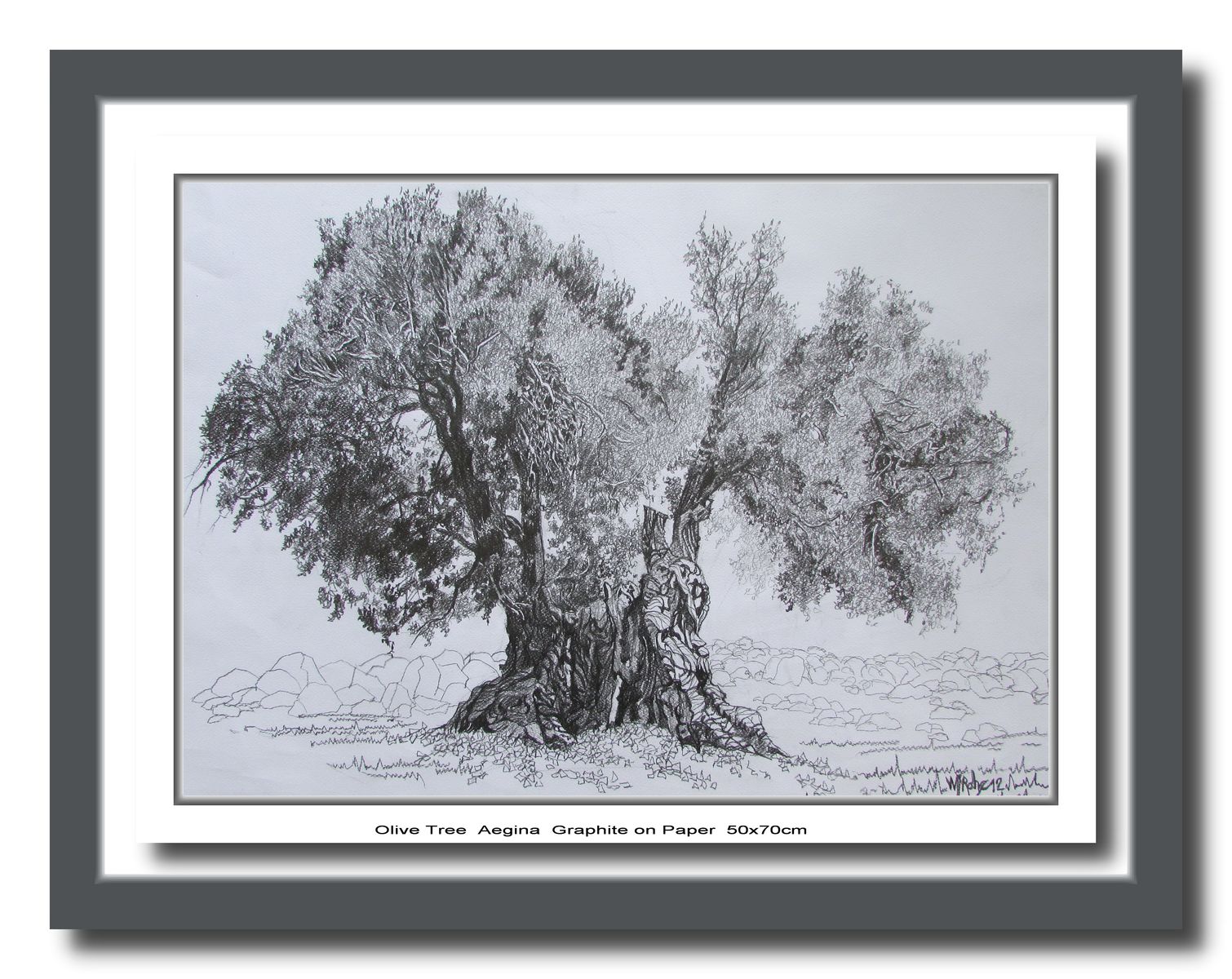 Olive Tree, Aegina