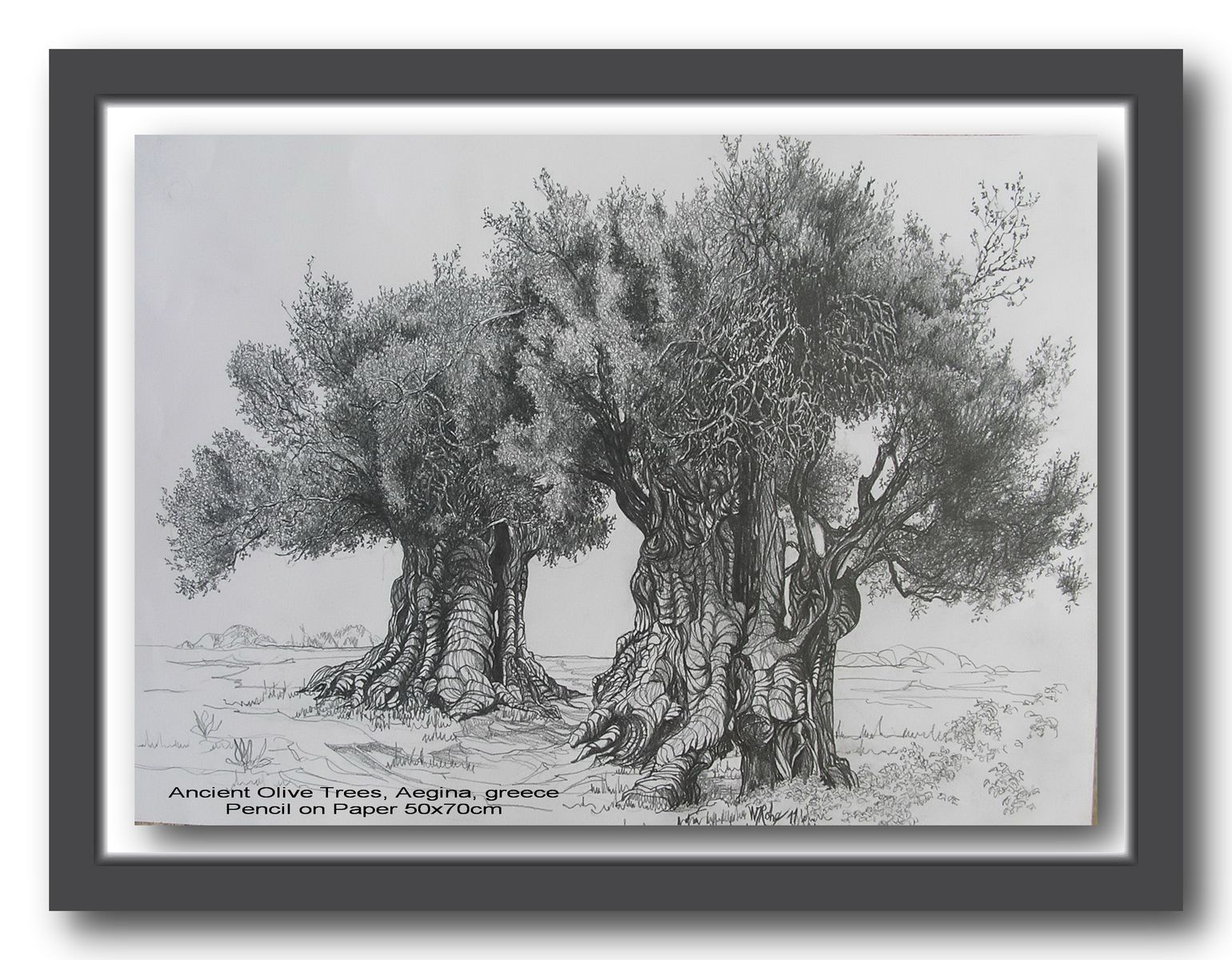 Ancient Olive Trees, Aegina, Greece