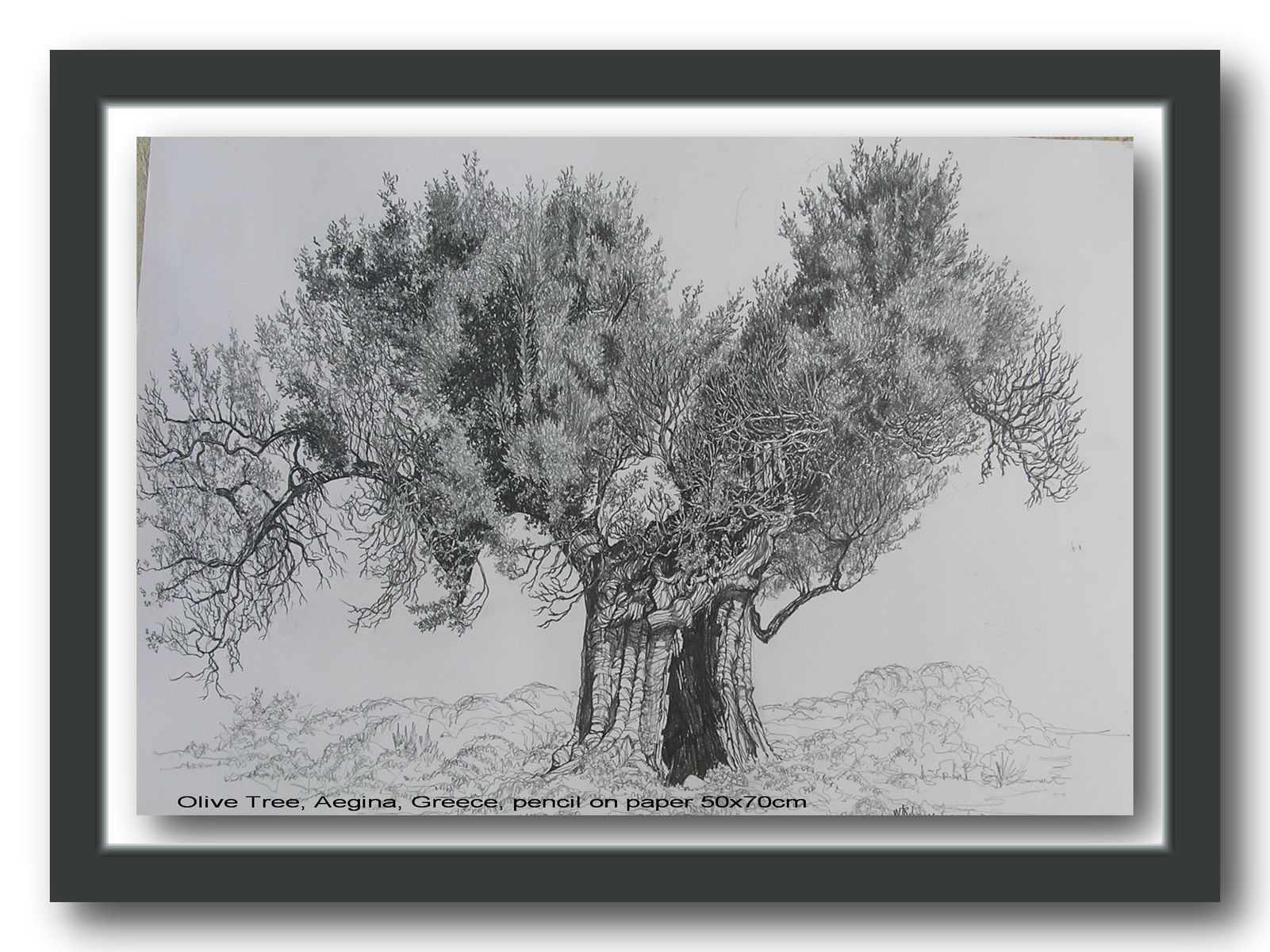 Olive Tree, Aegina, Greece