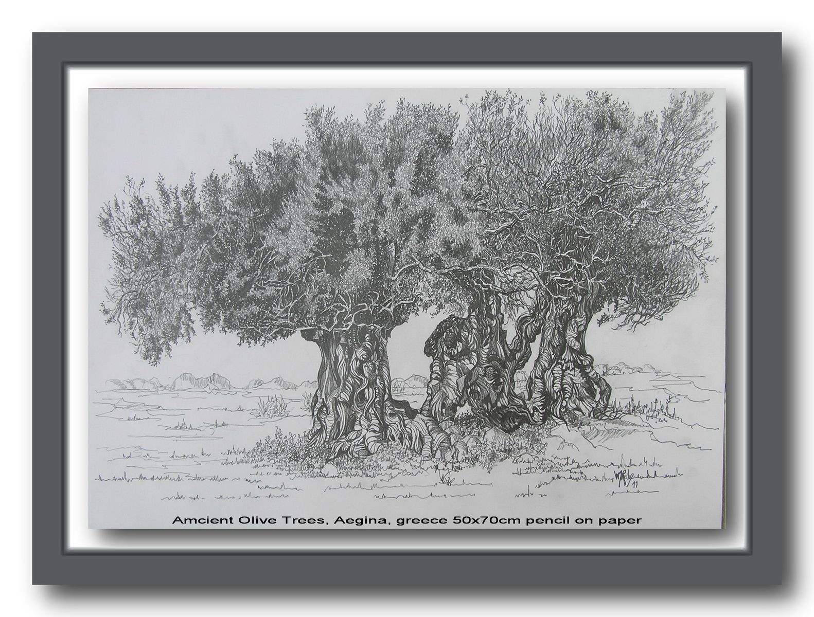 Ancient Olive Trees, Aegina, Greece
