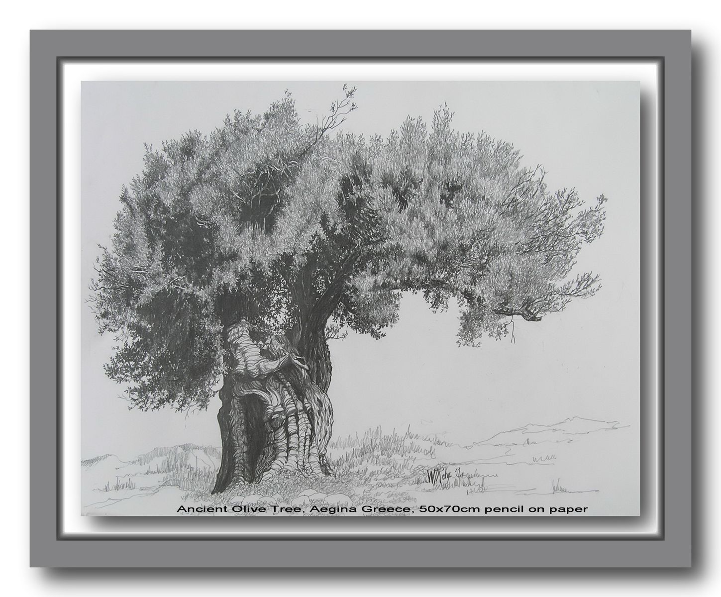 Ancient Olive Tree, Aegina, Greece